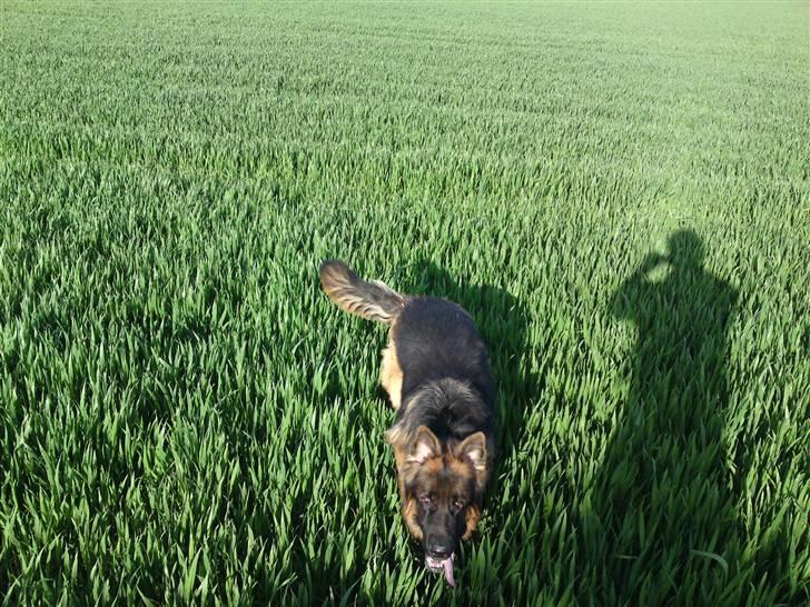 Schæferhund Gucci billede 11