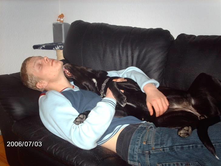 Labrador retriever bella billede 12