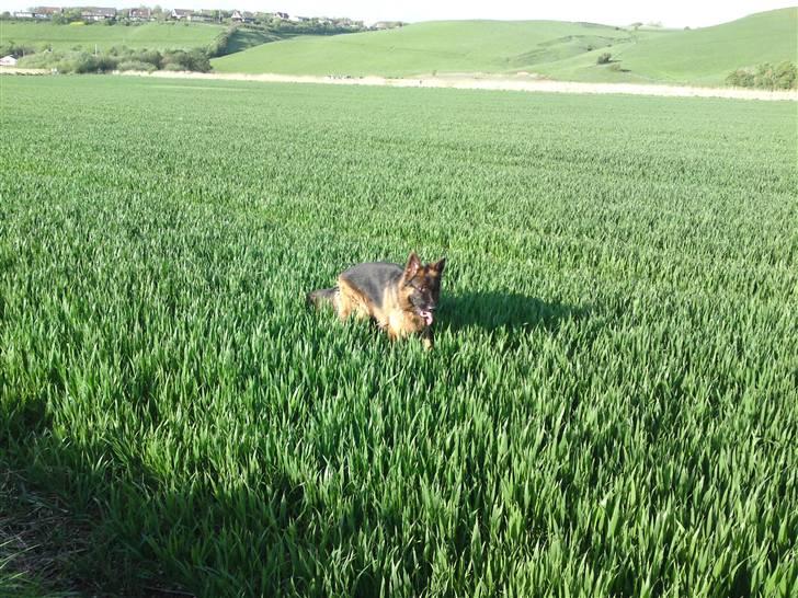 Schæferhund Gucci billede 12