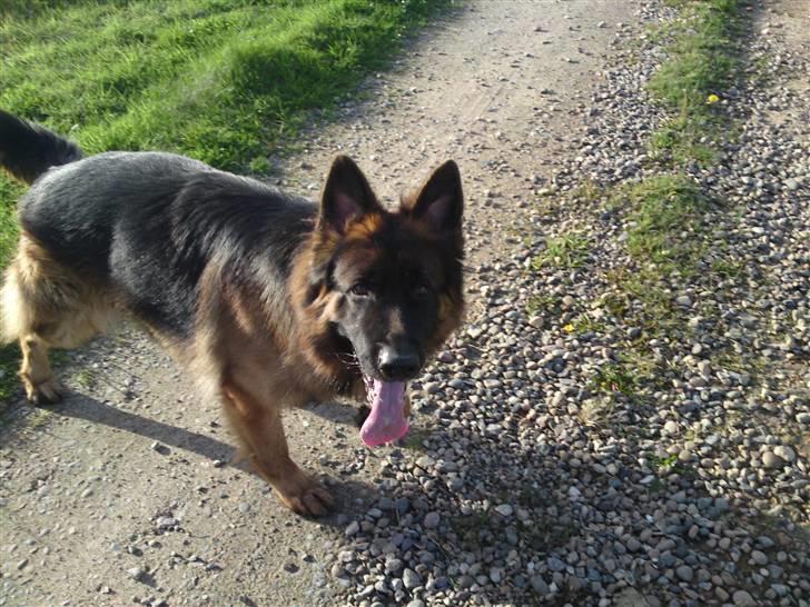 Schæferhund Gucci billede 13