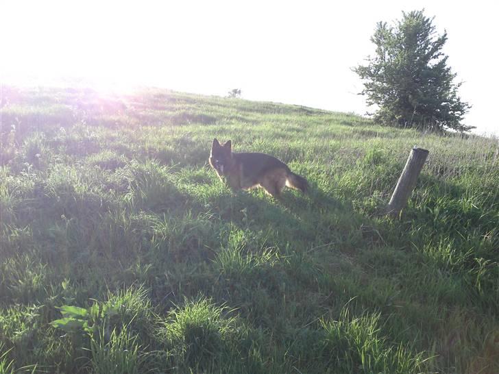 Schæferhund Gucci billede 14