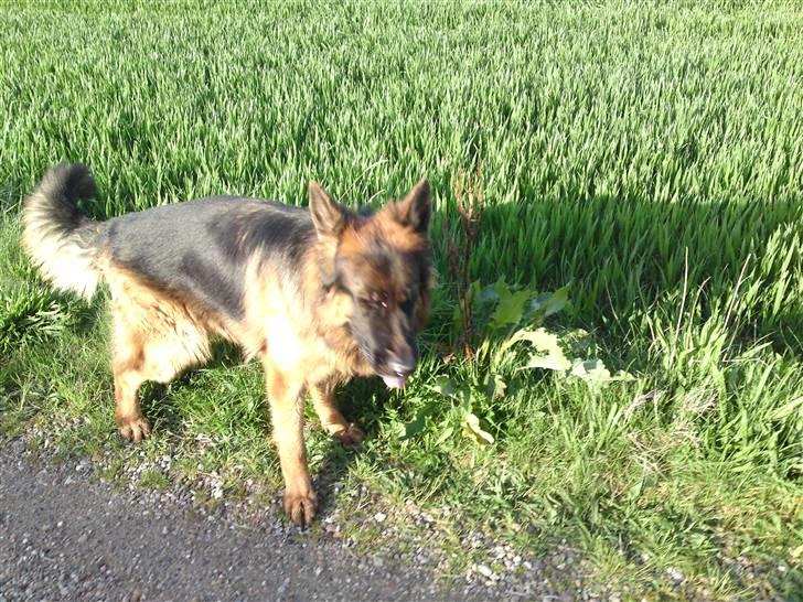 Schæferhund Gucci billede 15