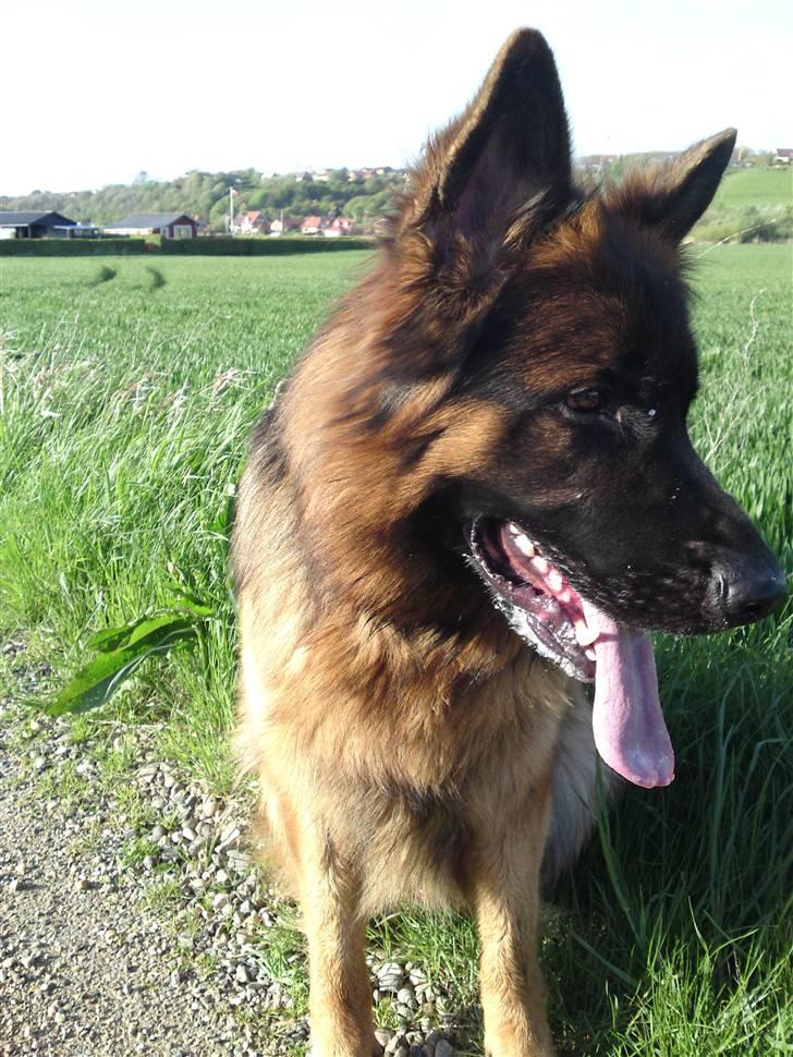 Schæferhund Gucci billede 16