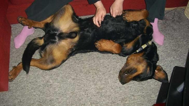 Rottweiler Yake Lanoz - lanoz råhygger maj 2009 her har lanoz boet her ca en måned  billede 10