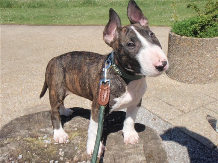 Bullterrier Hemingway  billede 1