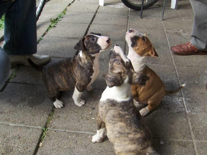 Bullterrier Hemingway  - Hemi + brødre igen :o) billede 2