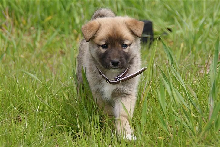Islandsk fårehund Fala - Fala 6 uger gammel og hendes nye halsbånd. billede 9