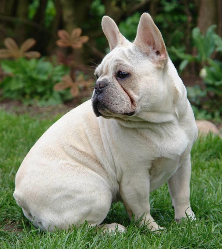 Fransk bulldog Dixie Baby DVDB billede 12