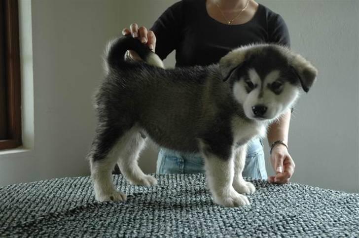 Alaskan malamute Chago - Hej alle så er jeg blevet 8 uger Hurra billede 7