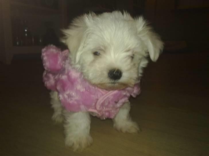 Malteser Daisy billede 1