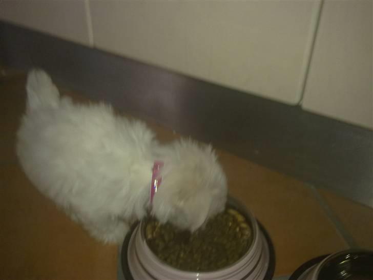 Malteser Daisy billede 2