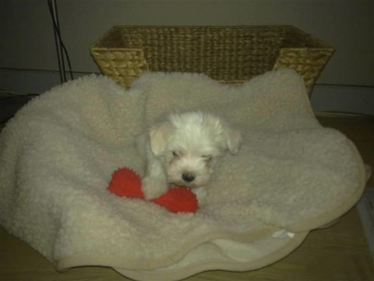 Malteser Daisy billede 3