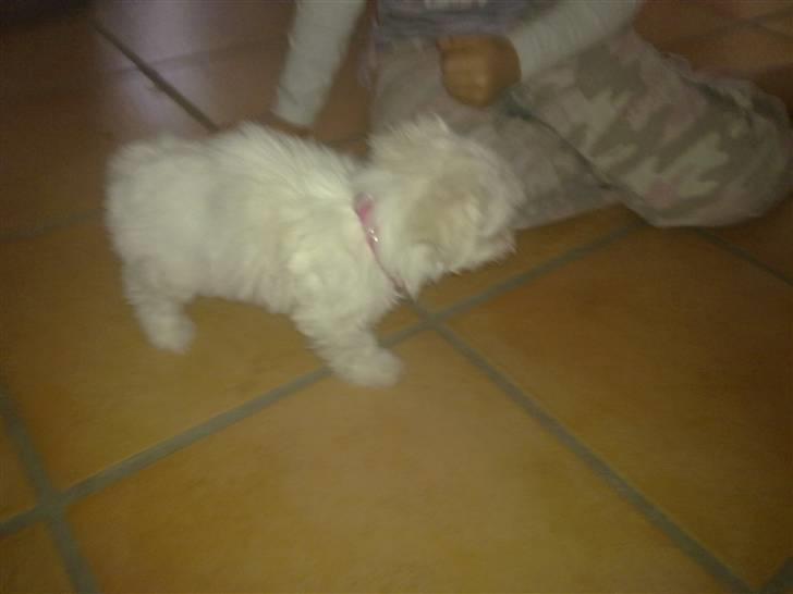 Malteser Daisy billede 4