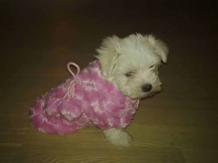 Malteser Daisy billede 5