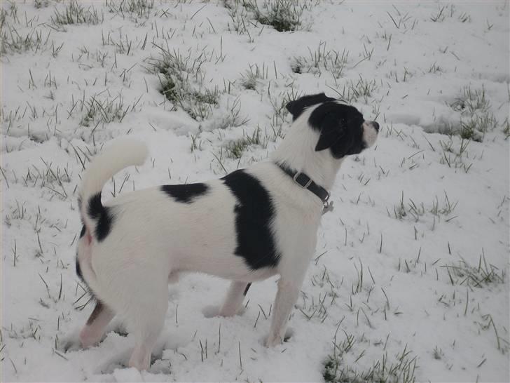 Blanding af racer Theis billede 16