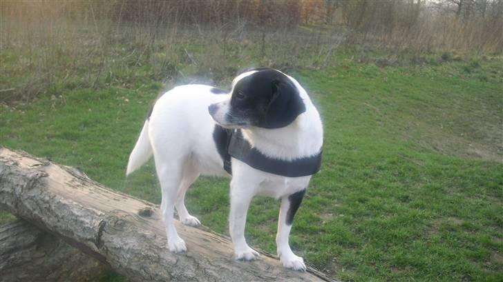 Blanding af racer Theis billede 17