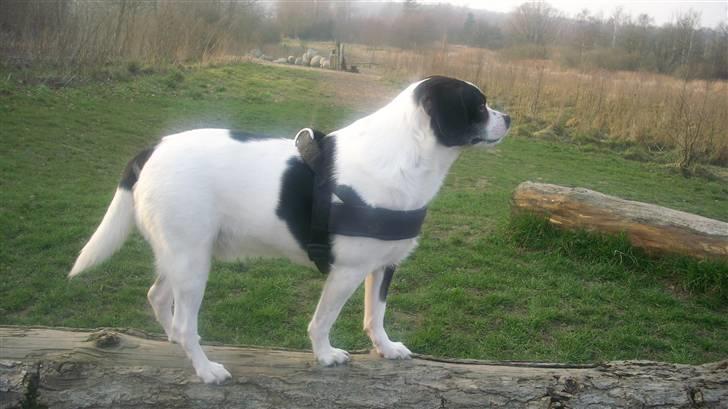 Blanding af racer Theis billede 18