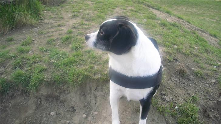 Blanding af racer Theis billede 19