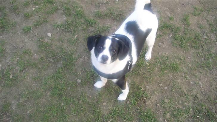 Blanding af racer Theis billede 20