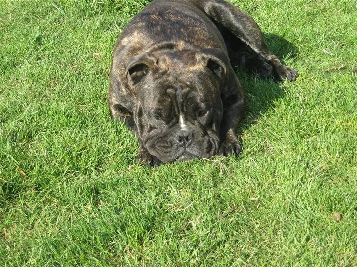 Olde english bulldogge Bølle - 9 mdr billede 10