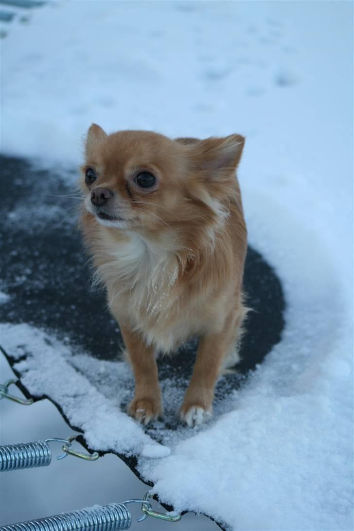 Chihuahua DKCH KLBCH Vuffelivov Saxo - Han er sød! billede 10