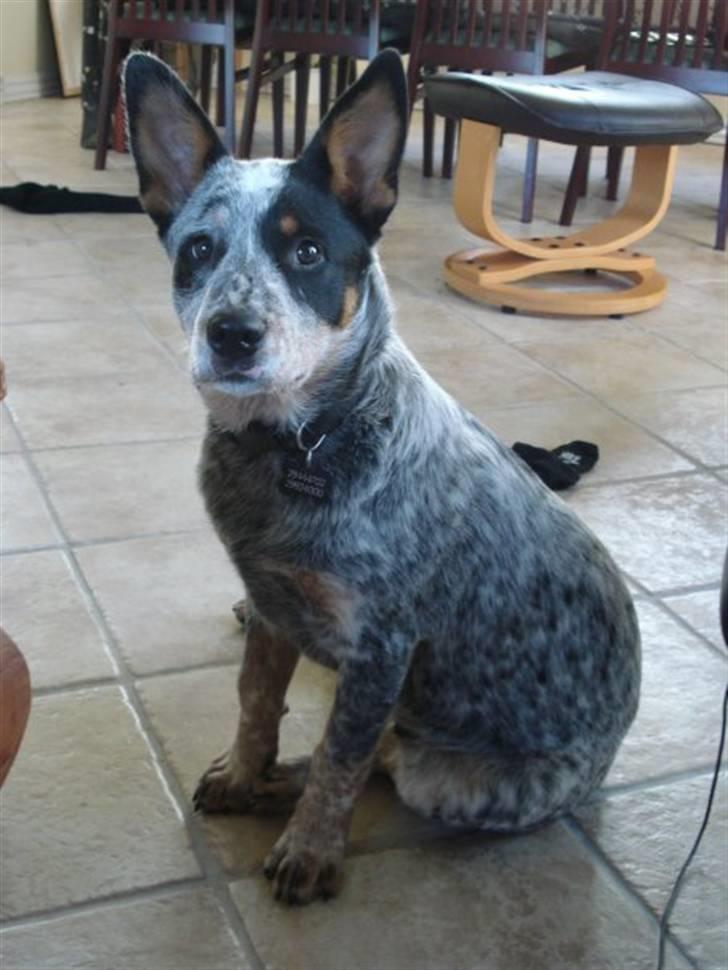 Australsk cattledog Max - FLOT fyr! billede 13