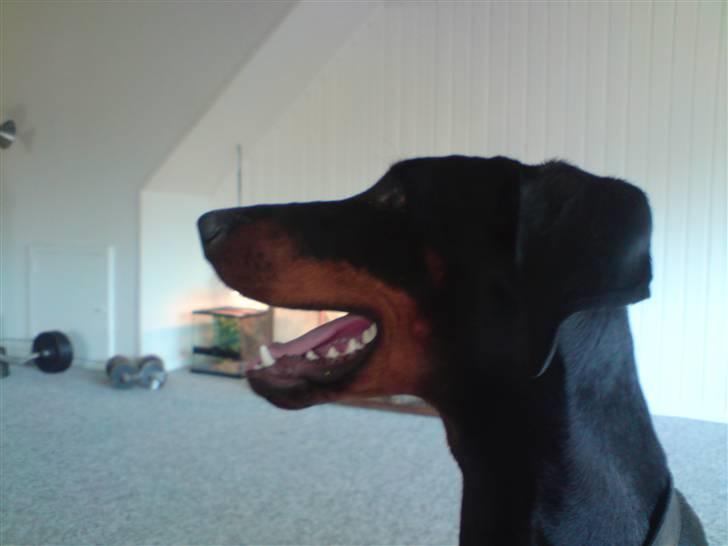 Dobermann kinnie billede 8