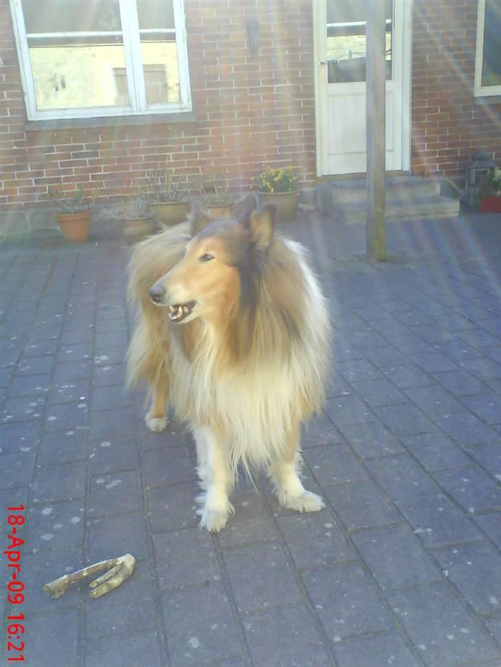 Collie langhåret Lucky - min smukke hund<3 billede 1