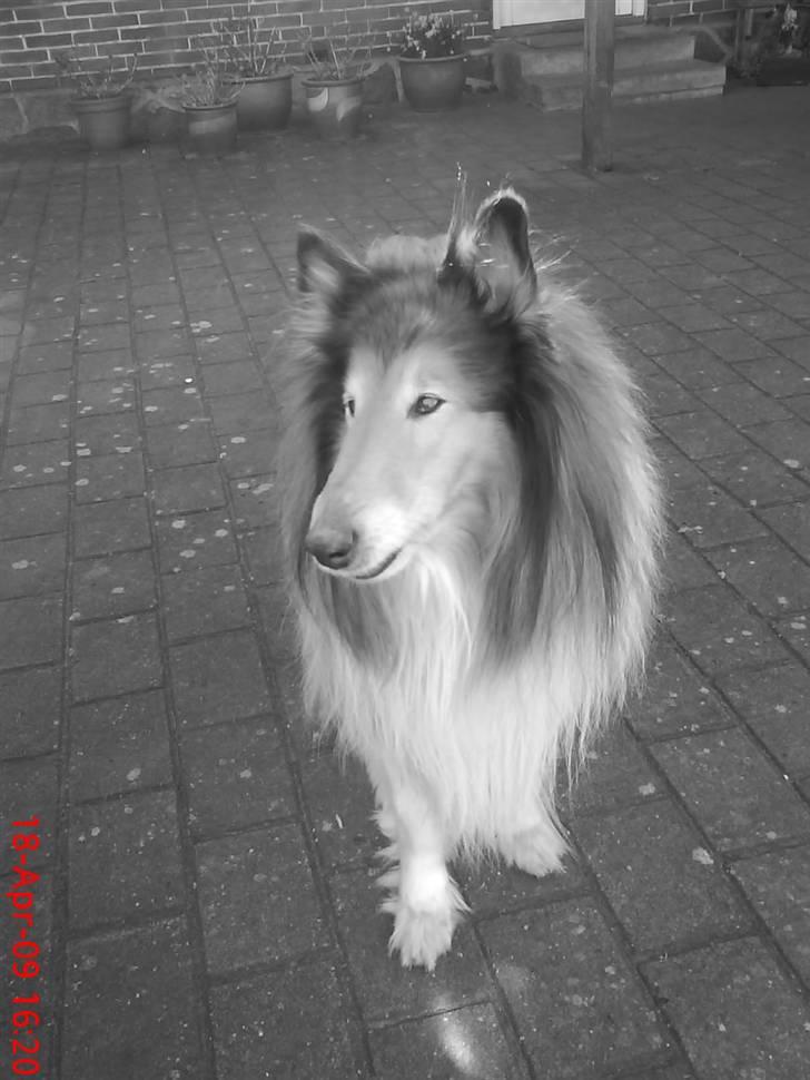Collie langhåret Lucky - er han ikke bare dejlig?:D billede 2