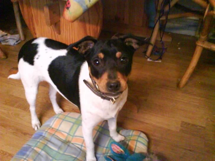 Dansk svensk gaardhund  lady billede 1