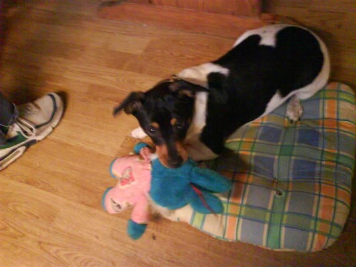 Dansk svensk gaardhund  lady billede 2