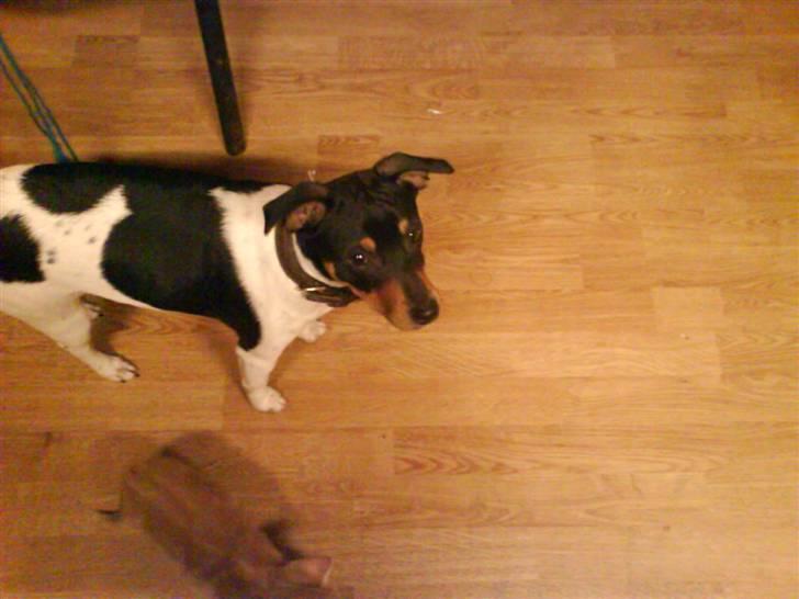 Dansk svensk gaardhund  lady billede 3