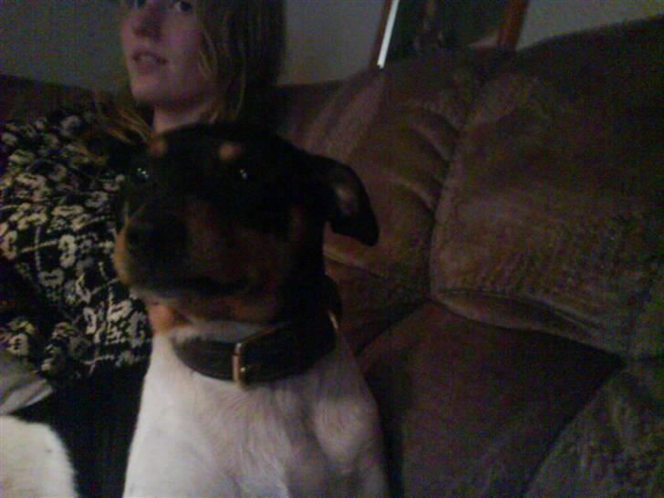 Dansk svensk gaardhund  lady billede 4