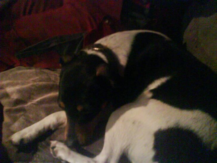 Dansk svensk gaardhund  lady billede 5