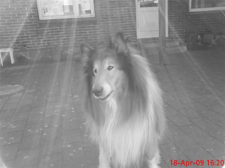 Collie langhåret Lucky - basse´man<3 billede 3