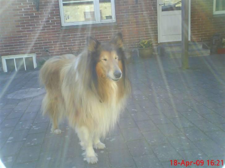 Collie langhåret Lucky - "blink,blink" :D<3 billede 4