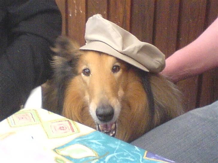 Collie langhåret Lucky - hva´så der? smiil :D billede 5