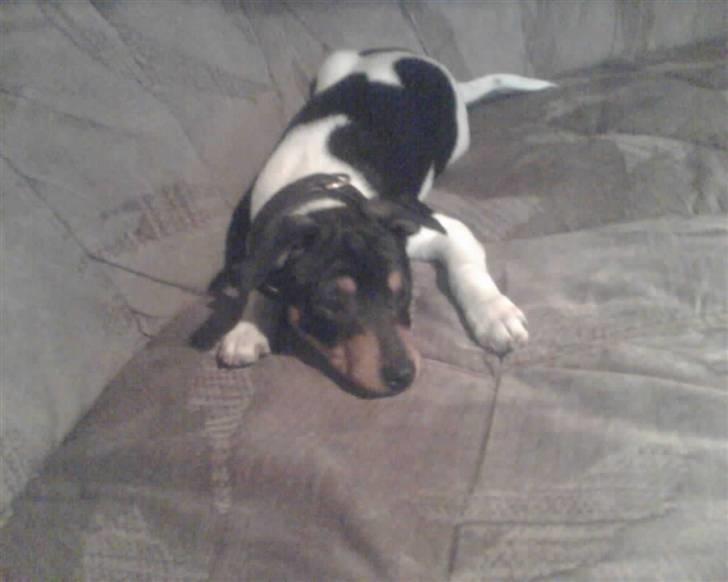 Dansk svensk gaardhund  lady billede 6