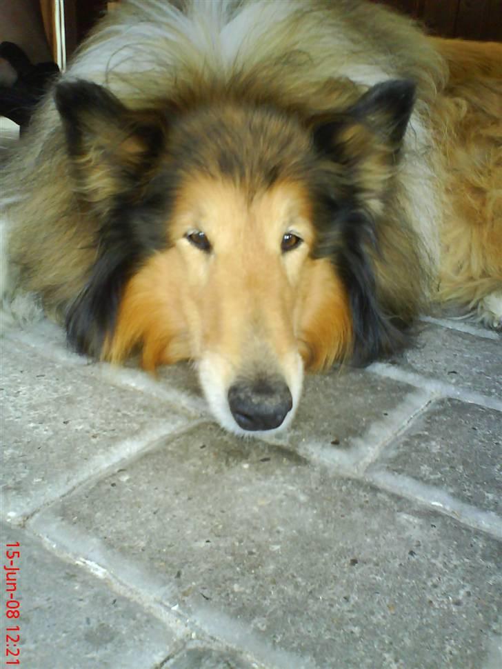 Collie langhåret Lucky - vi tar´ lige en slapper ;)<3 billede 6