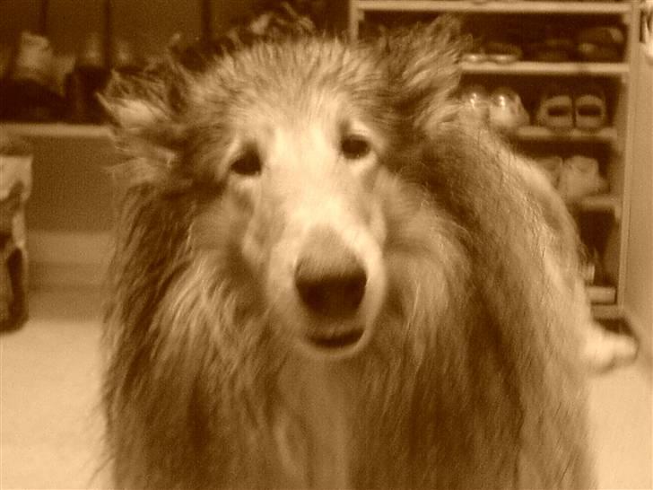 Collie langhåret Lucky - Er jeg ikke bare sød?:D<3 billede 7