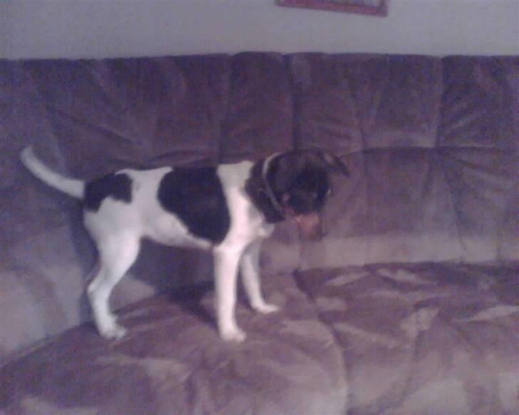 Dansk svensk gaardhund  lady billede 7