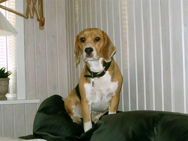Beagle Freja billede 1