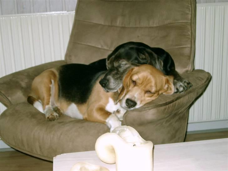 Beagle Freja - freja sammen med min gamle hund tiggi (desværre død nu) billede 2