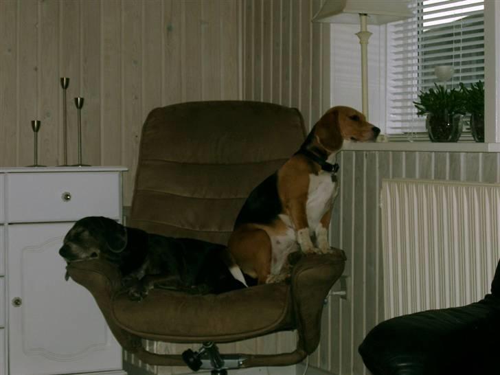 Beagle Freja - hmm kommer du snart hjem mor, jeg savner dig.. billede 3