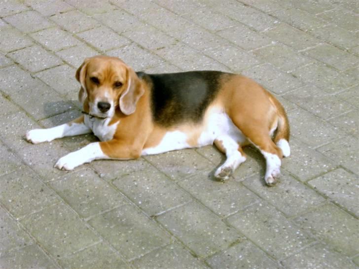 Beagle Freja billede 4