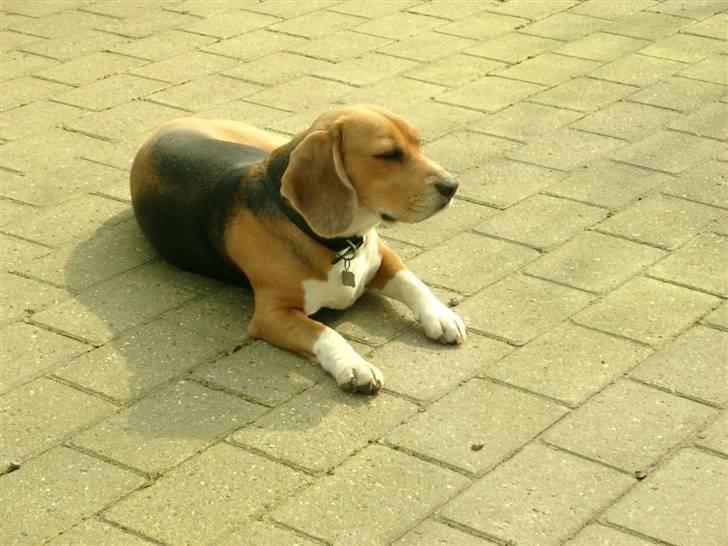 Beagle Freja billede 5