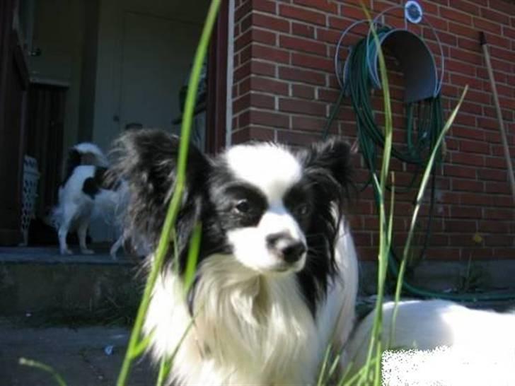 Blanding af racer Bixy Pixi - Min far.. :) -som jeg faktisk ligner rigtig meget.. :P billede 13