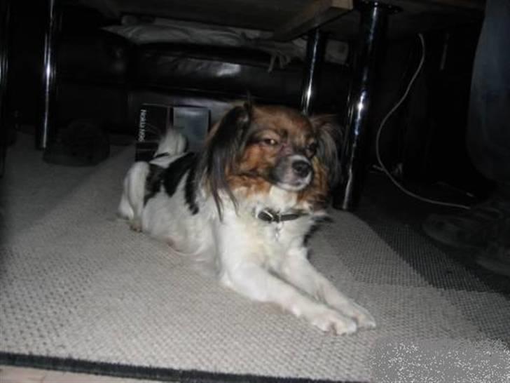 Blanding af racer Bixy Pixi - Min moar Taja.. :) billede 14