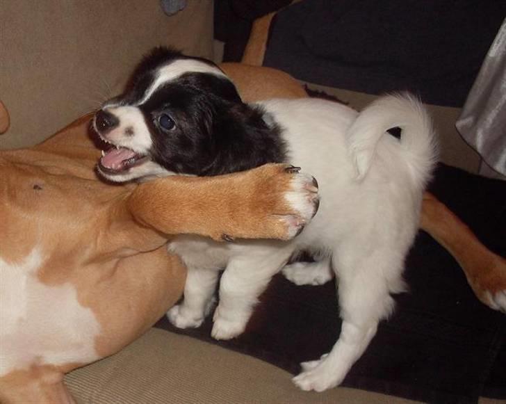 Blanding af racer Bixy Pixi - Grrrrh.. Faaaarlige bisser.. billede 15