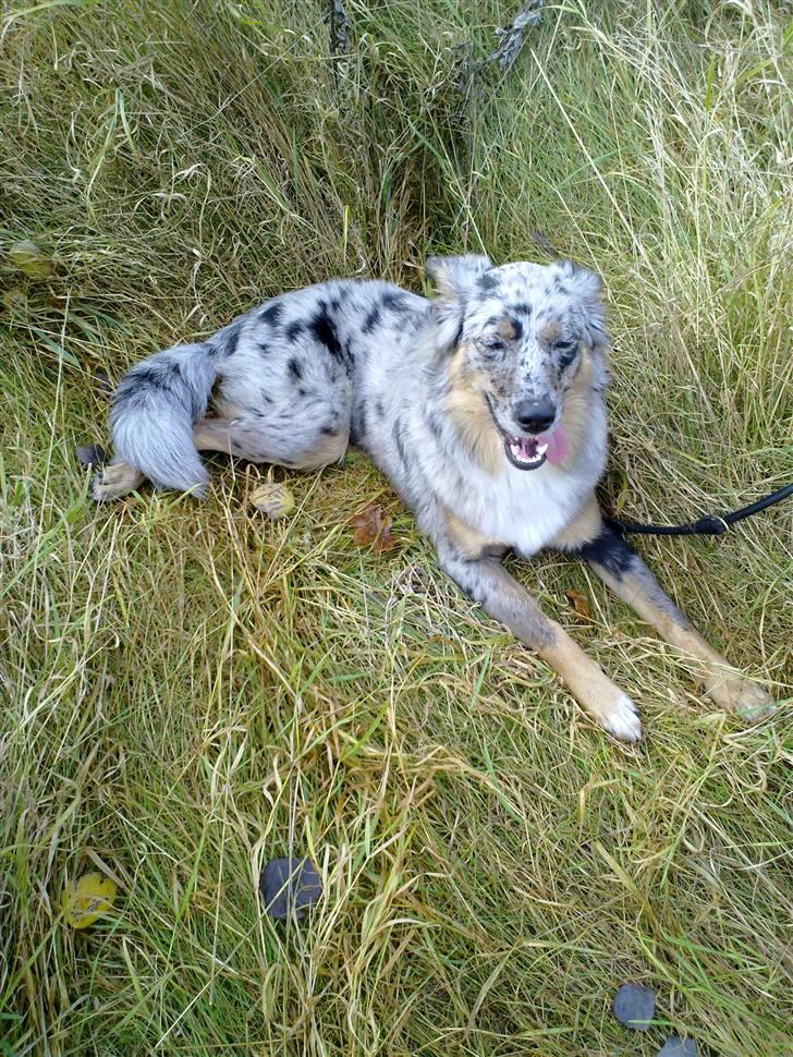 Blanding af racer nevada - ligger lige og får sig en slapper efter hun har løbet rundt i det høje græs  billede 9